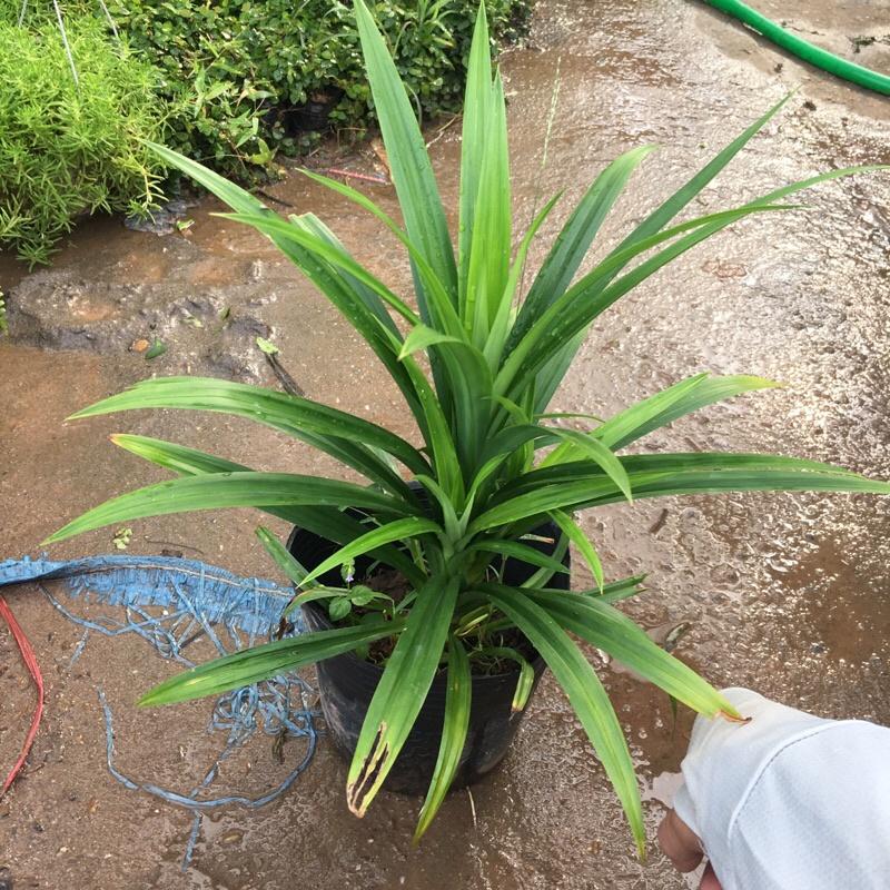 Cây lá dứa cao 25-30cm trồng bịch đen