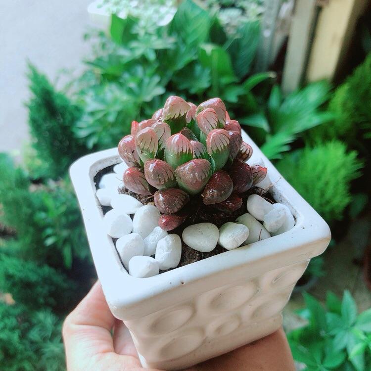 Chậu Cây Kim Cương Đỏ