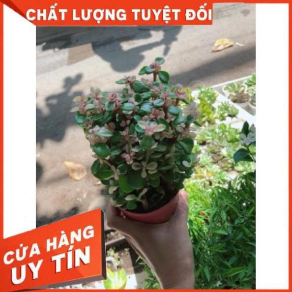 Sen đá đô la trắng