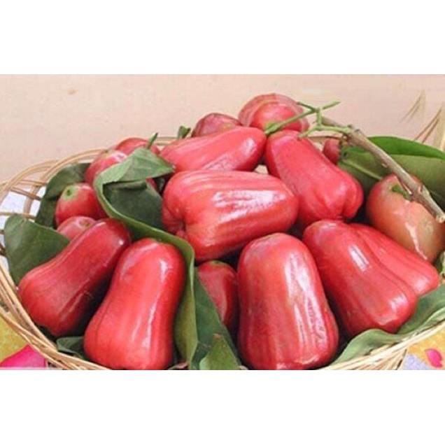 Roi đỏ thai + Tặng 01 cây dâu da đất