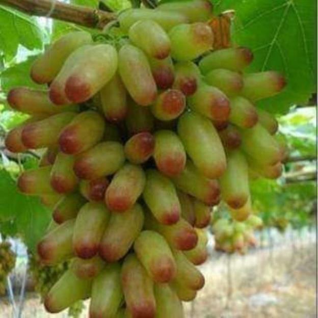 Sản phẩm NHO MÓNG TAY MĨ NỮ