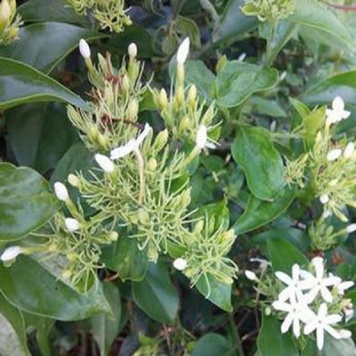 CHẬU CÂY GIỐNG CÂY CHÈ VẰNG LÁ SẺ