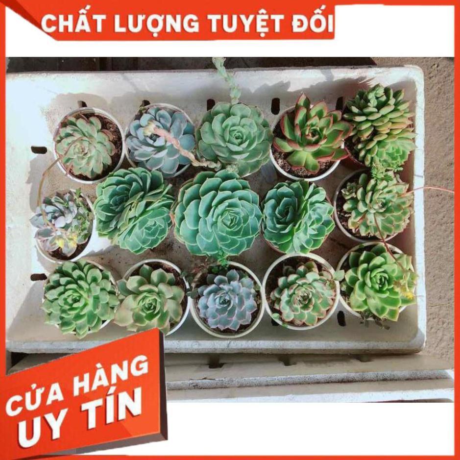 Combo sen đá bánh bao xanh kèm chậu sứ Nhiều Người Mua