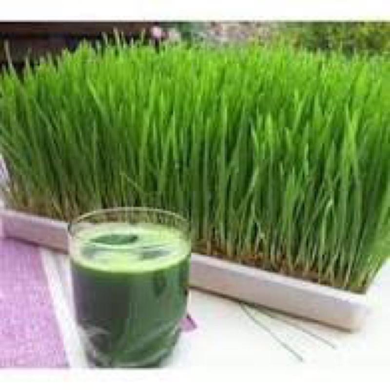 25gr Hạt Giống Mầm Lúa Mạch - Cỏ Lúa Mì - tỷ lệ này mầm cao