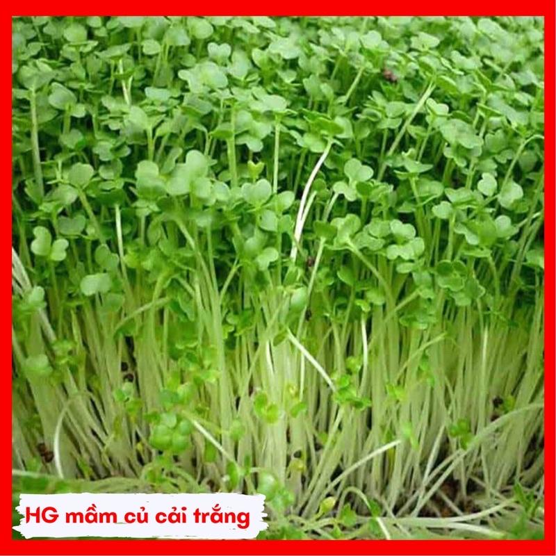 Hạt giống rau mầm các loại thu hoạch sau 7-10 ngày gieo.