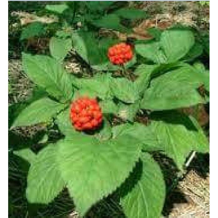 Hạt giống nhân sâm Hàn Quốc KNS3453 - Gói 5 hạt