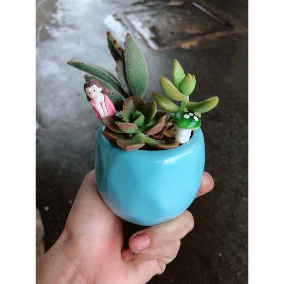 Chậu sen đá tiểu cảnh Bán Chạy