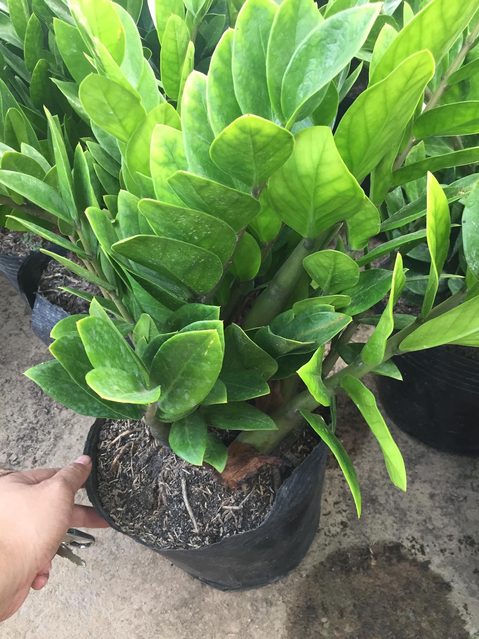Cây KIM TIỀN, cây phong thủy mang lại tiền tài cho gia chủ