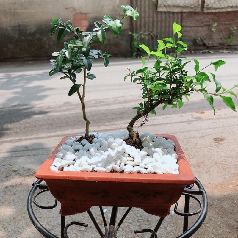 Cây Kim Quýt + Hồng Ngọc Mai + Chậu Gốm