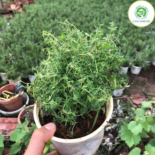 Cây xạ hương thyme - cây gia vị âu ( ảnh thật)