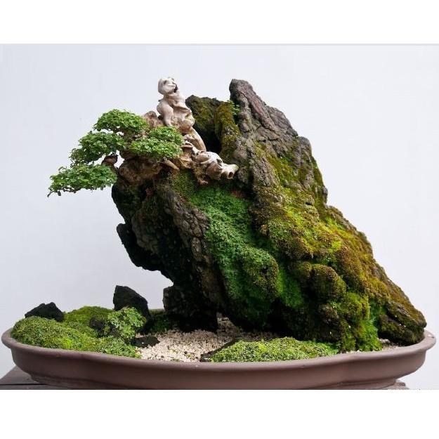 Rêu dùng cho bán cạn, tiểu cảnh