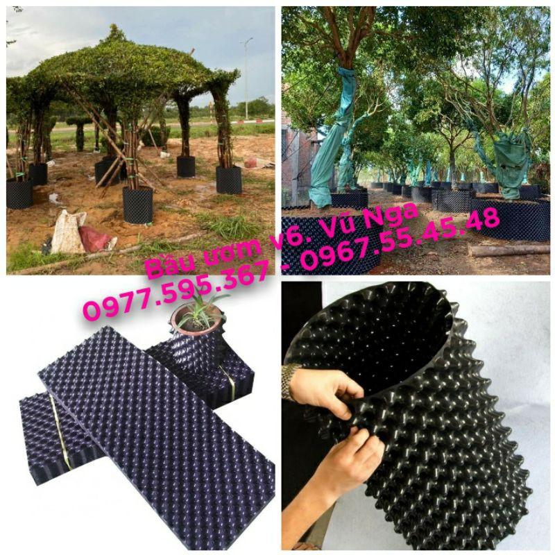Bầu ươm V6 loại 20cm dài 50m dày 0.7mm