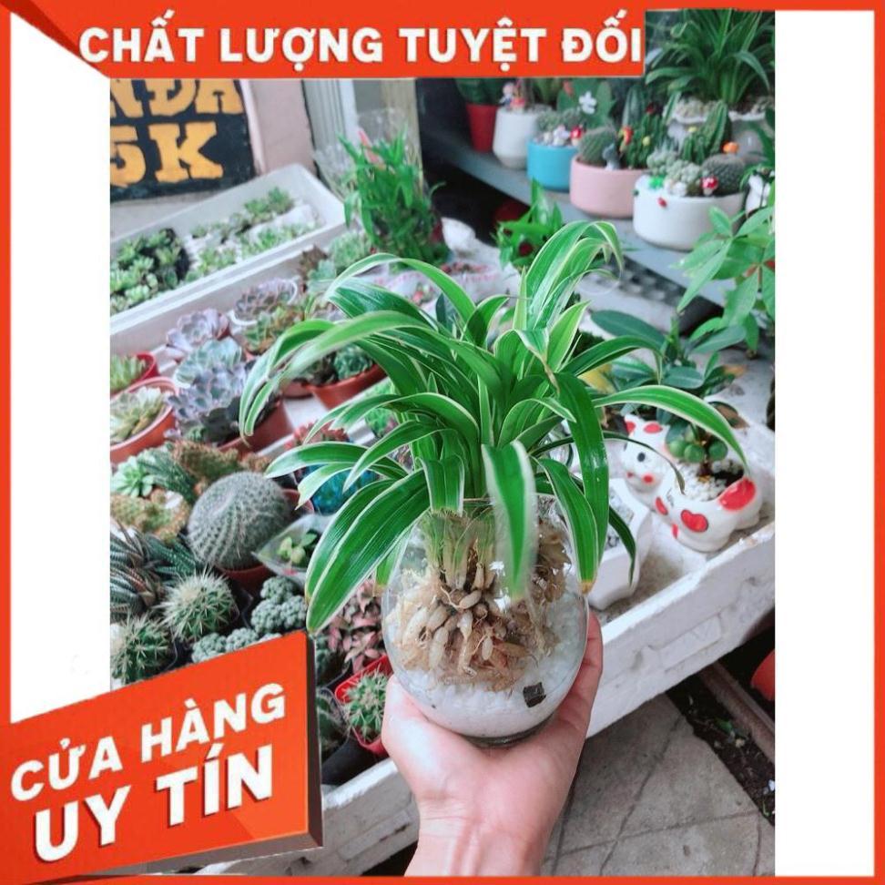 Cỏ Lan Chi Thủy Sinh Đẹp