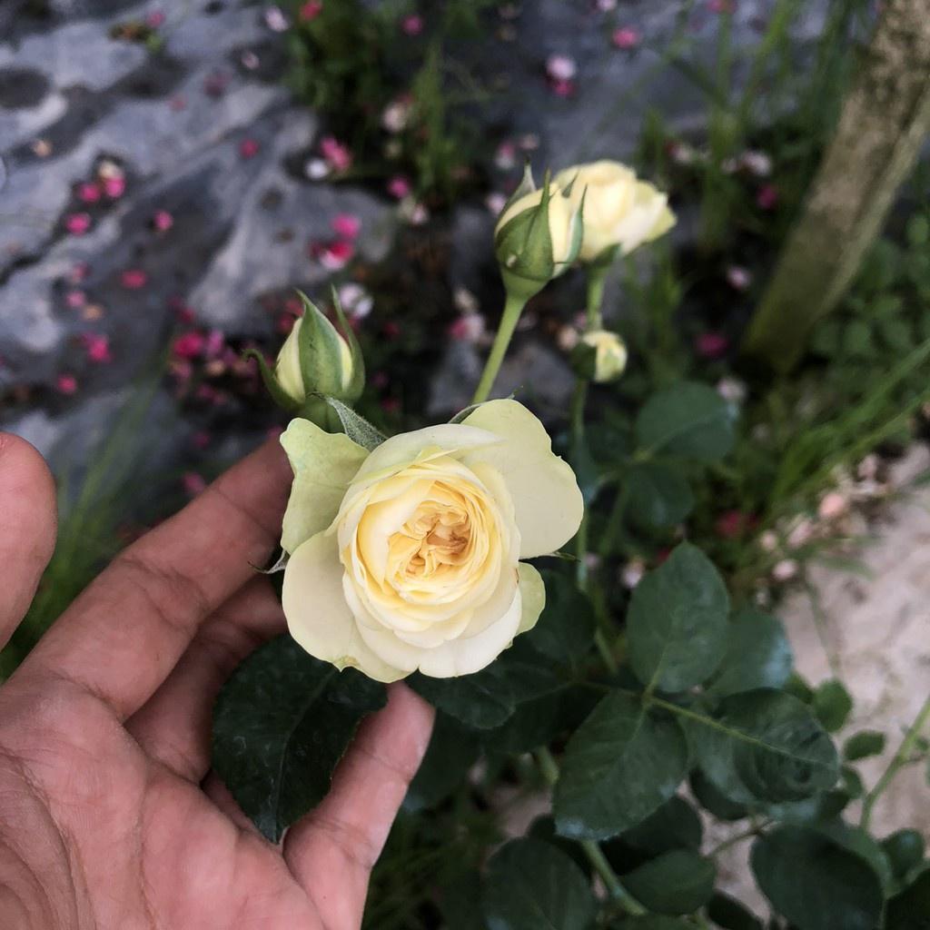 Hoa Hồng bụi Creamy Eden Rose chậu size C10