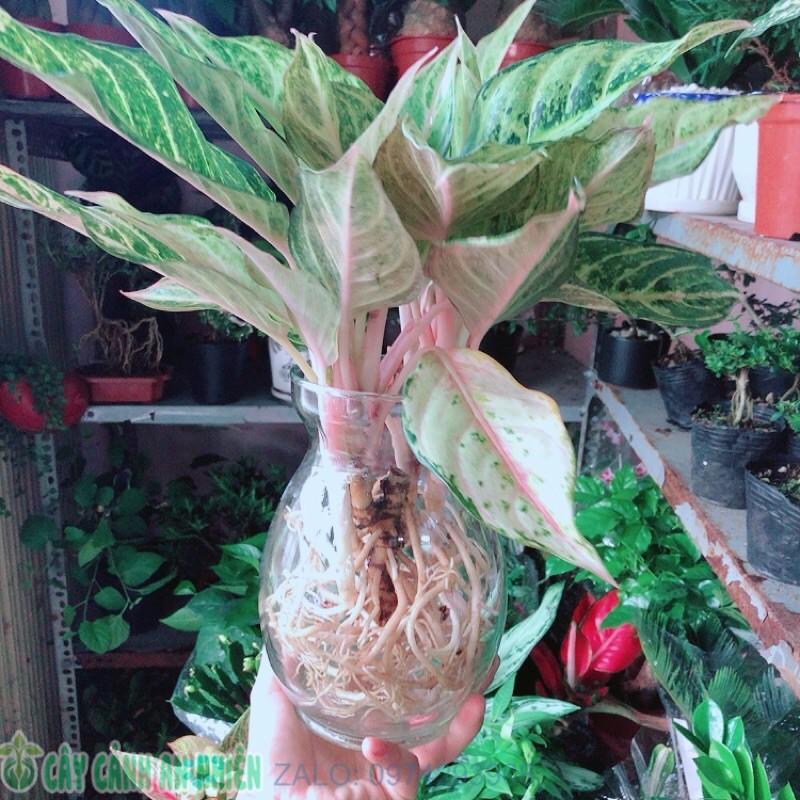 Chậu Cây Cung Điện Vàng Trồng Thuỷ Sinh