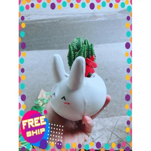Chậu Xương Rồng Thanh Sơn Thỏ Trắng