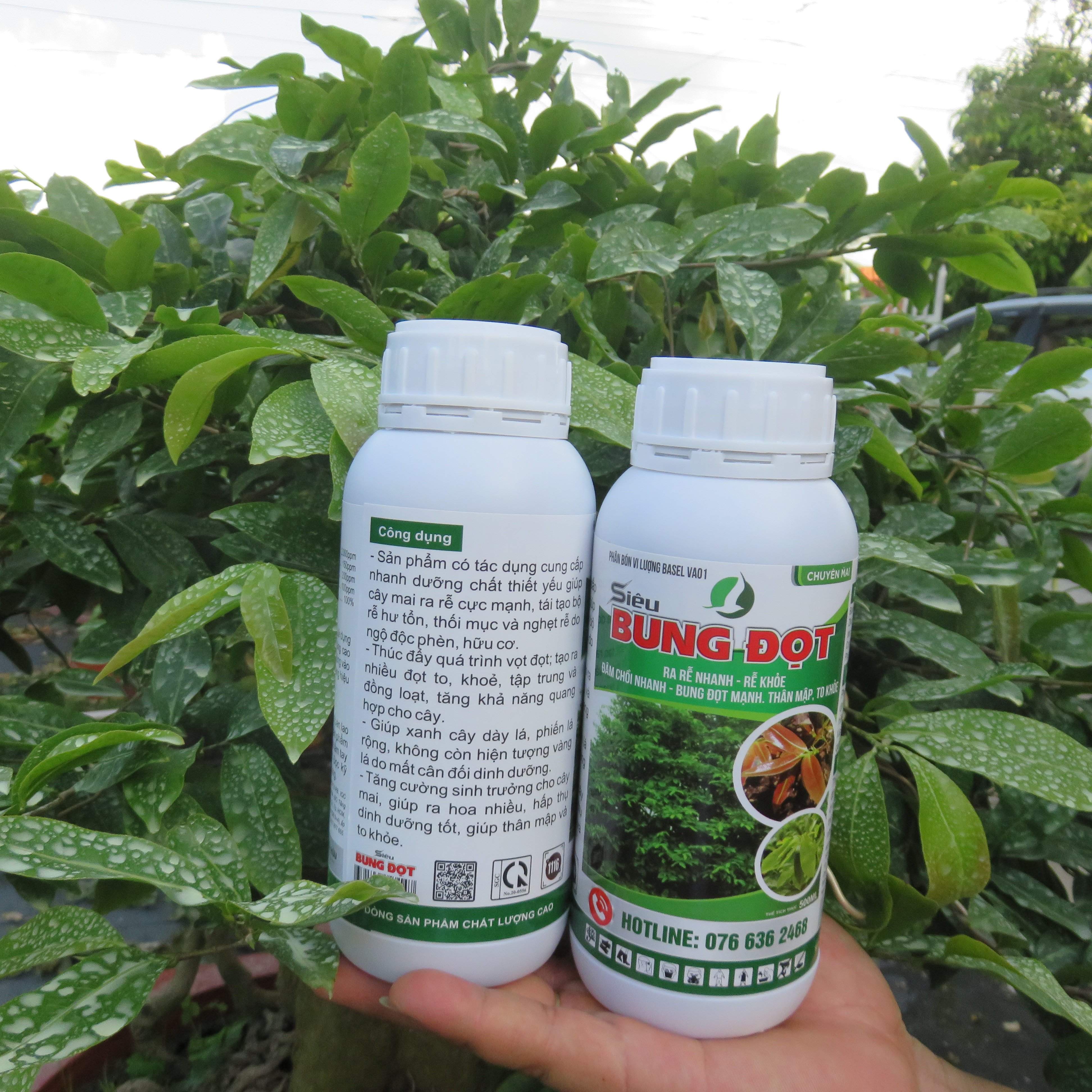 SIÊU BUNG ĐỌT CHUYÊN CHO MAI 500ML - Giúp cây tăng trưởng, nhú đọt mạnh, giúp lá dày xanh bóng