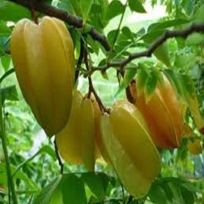 COMBO 2 CÂY GIỐNG KHẾ NGỌT SIÊU QUẢ