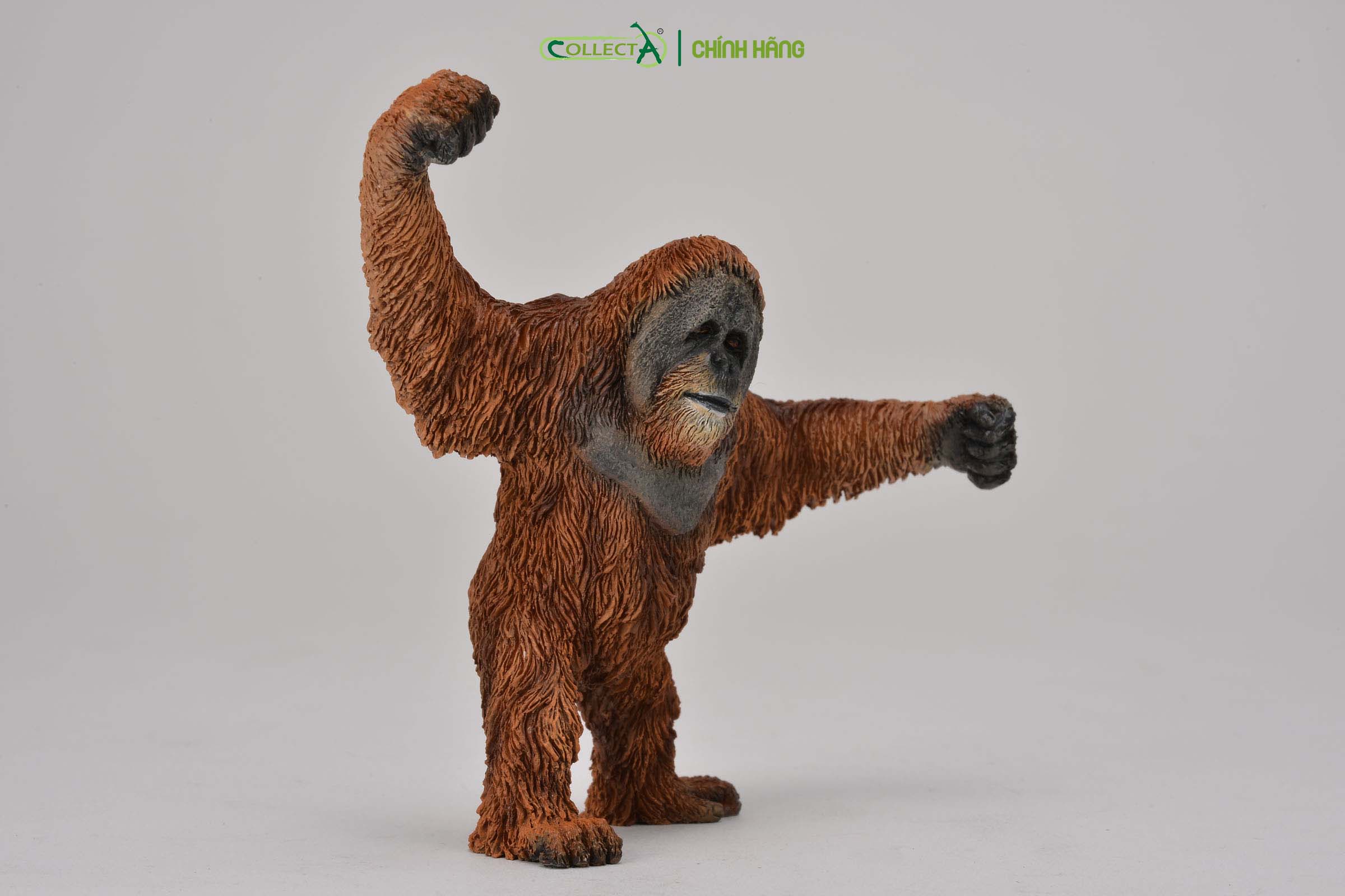 Đồ chơi mô hình động vật CollectA Đười Ươi - Orangutan