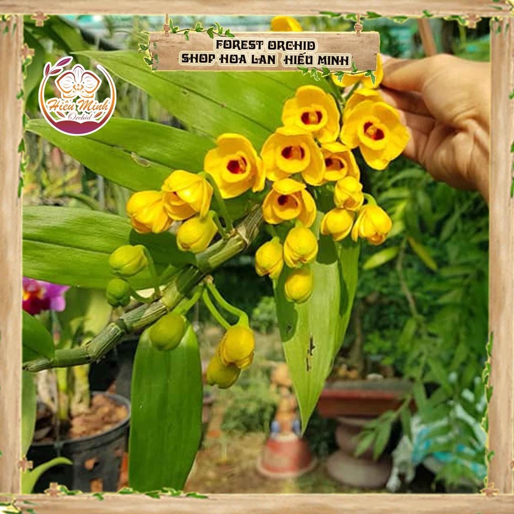 Hoa Lan đột biến Phi Điệp Vàng, Phong lan rừng Tây Bắc, Lào Giá Rẻ, Cây Lan Giống Rừng phi điệp 5 cánh trắng tím thơm