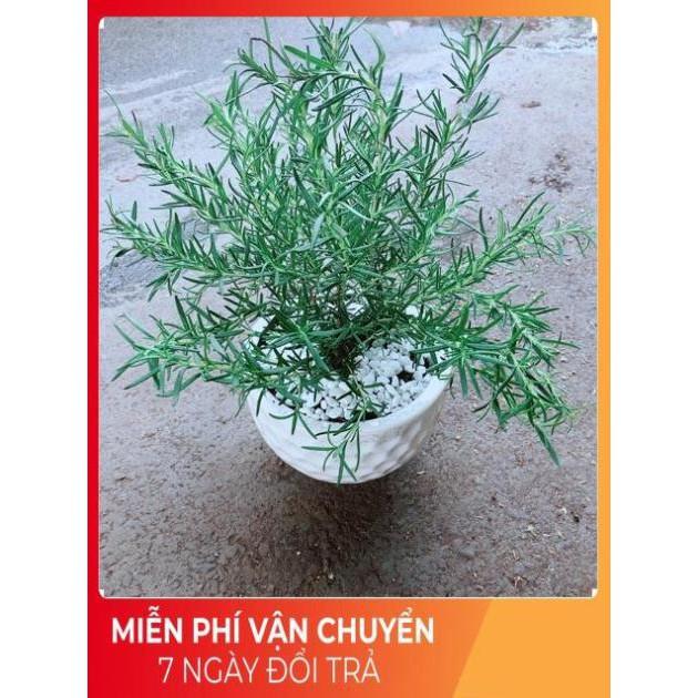 Chậu Hương Thảo