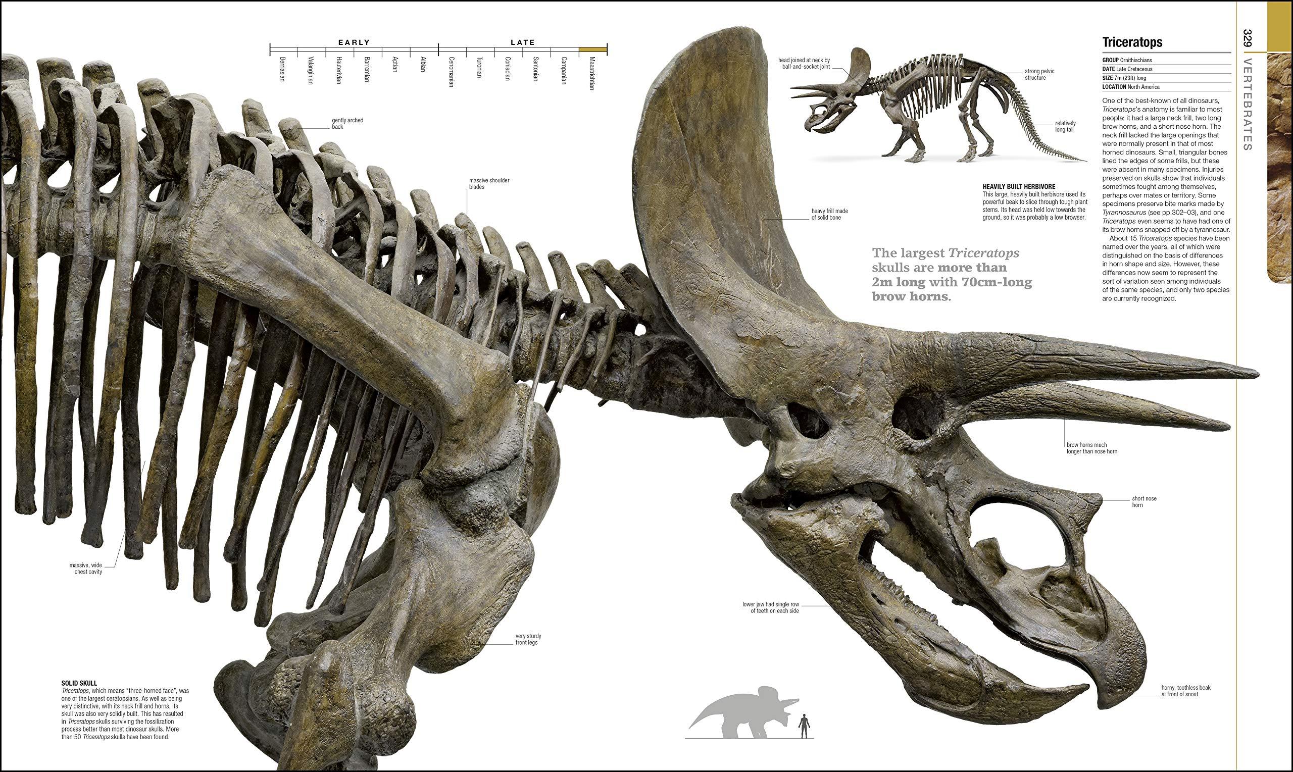 Sách ngoại văn: Dinosaurs And Prehistoric Life - The Definitive Visual Guide To Prehistoric Animals