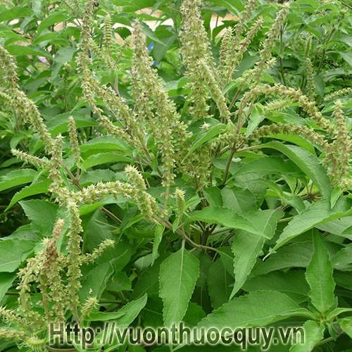 Cây hương nhu, cây dược liệu lá thơm