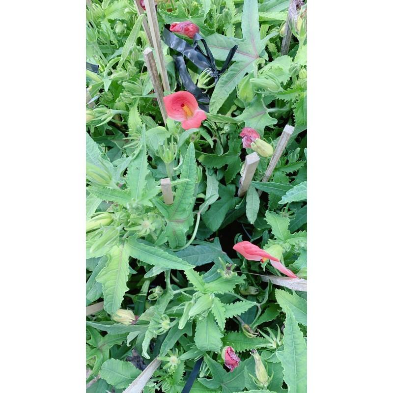 Cây Sâm Bố Chính Chậu To Như Hình