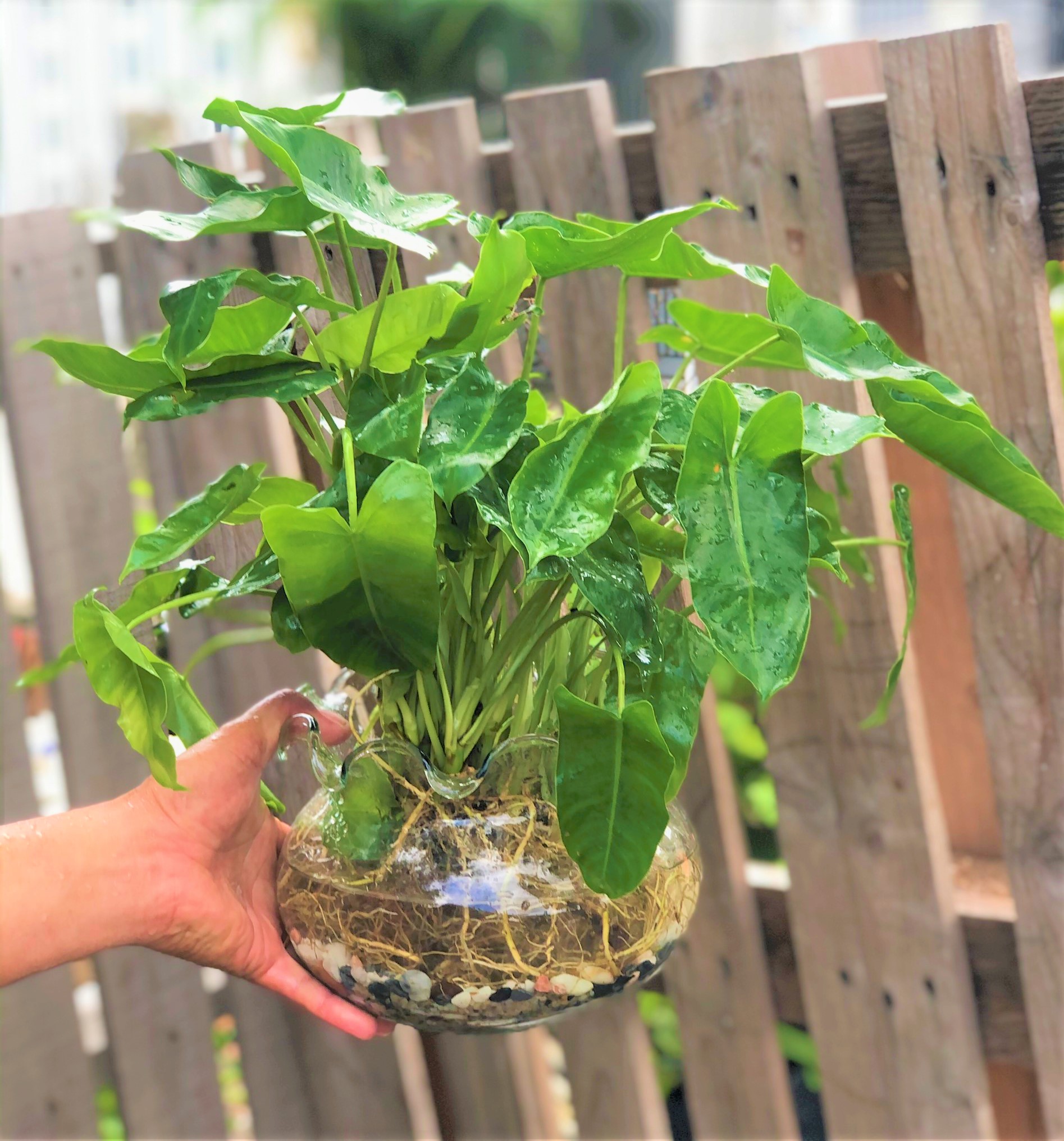 Chậu thủy tinh cây trầu bà Pháp thủy canh tặng kèm đá trang trí