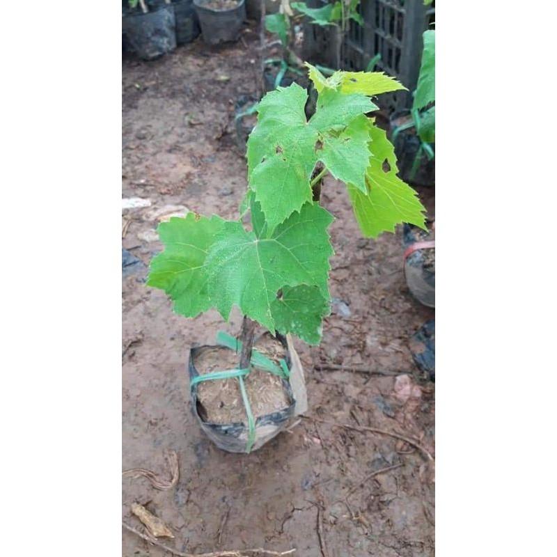 CÂY GIỐNG NHO NGÓN TAY