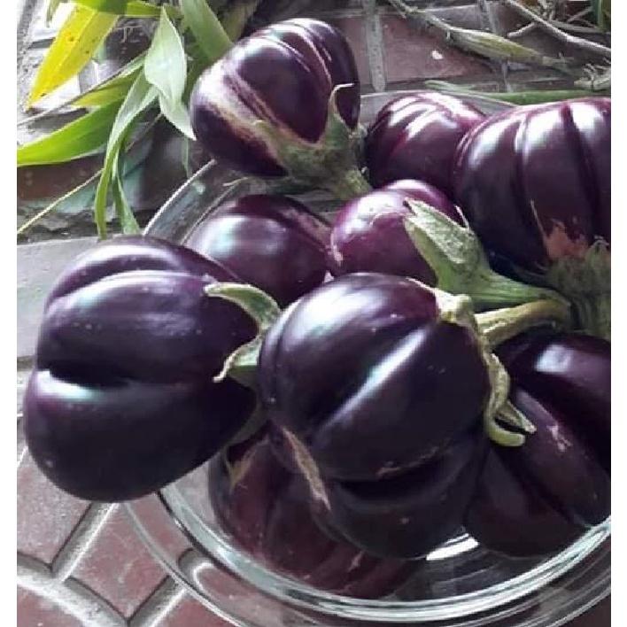Hạt giống Cà Tím Khía F1 Thái Lan - 1 gói 0.3gr/gói
