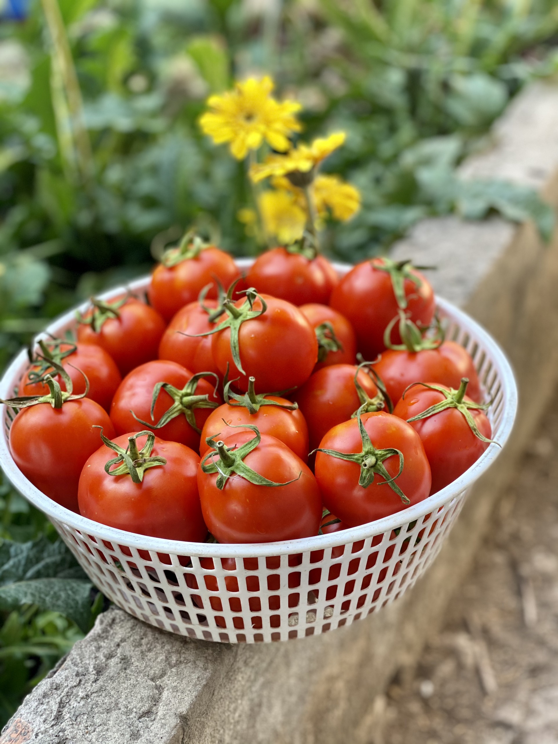 Hạt giống cà chua F1 Phú Nông (T-11) (100mg/gói) có khả năng chịu nhiệt | Tomato F1 Phu Nong