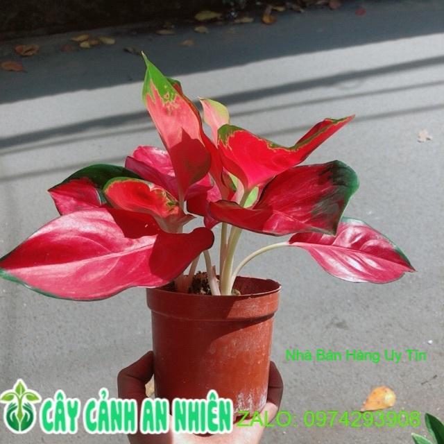 Vạn Lộc Đỏ
