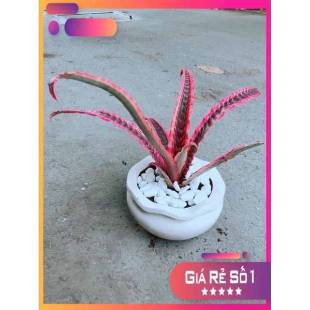 Chậu Cây Dứa Nữ Hoàng