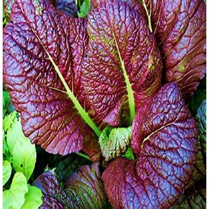 Hạt giống cải cay lá đỏ, Cải khổng lồ dễ trồng (gói 2gr) - Hạt giống rau củ quả
