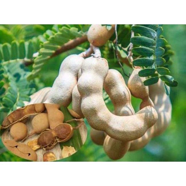 Cây giống cây me chua cao sản