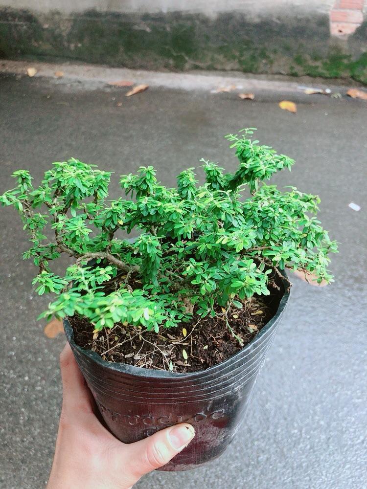 Linh Sam Hạt Gạo