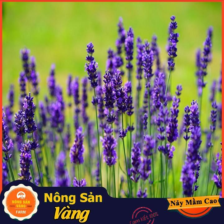 Hạt giống Hoa Oải Hương