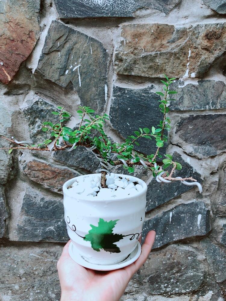 Chậu Cây Sam Núi