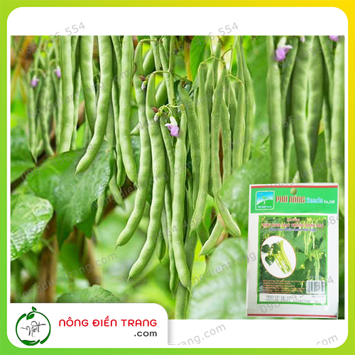 Hạt Giống Đậu Cove Cao Sản Phú Nông Giòn Ngọt - Hạt trắng dạng leo - Gói 10g VTNN NÔNG ĐIỀN TRANG