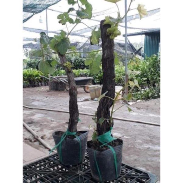 Sản phẩm NHO PHÁP TRỒNG CHẬU