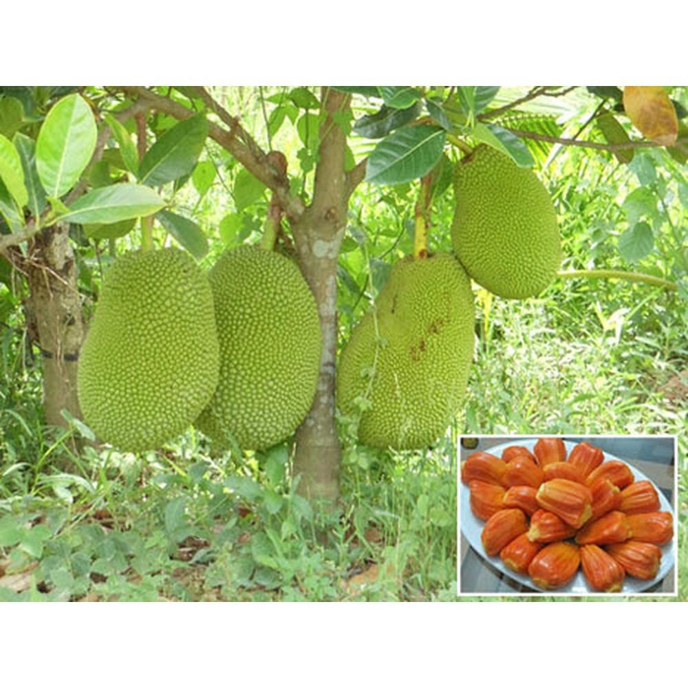 CÂY GIỐNG MÍT RUỘT ĐỎ - THƠM NGON - SIÊU TRÁI - CHUẨN HÀNG GIỐNG CÂY F1