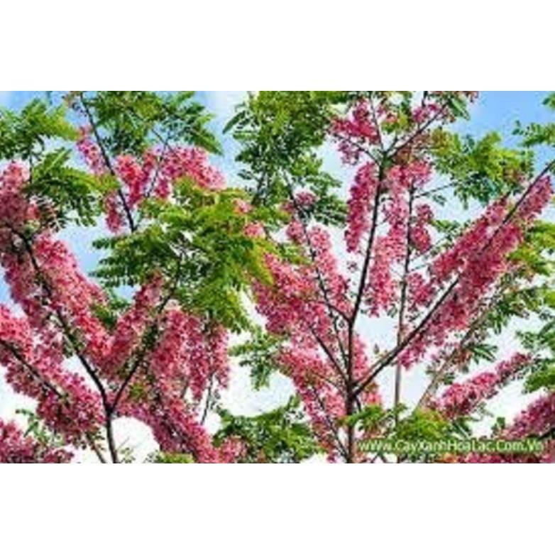 Cây Giống Muồng Hoa Đào - Hoa siêu đẹp