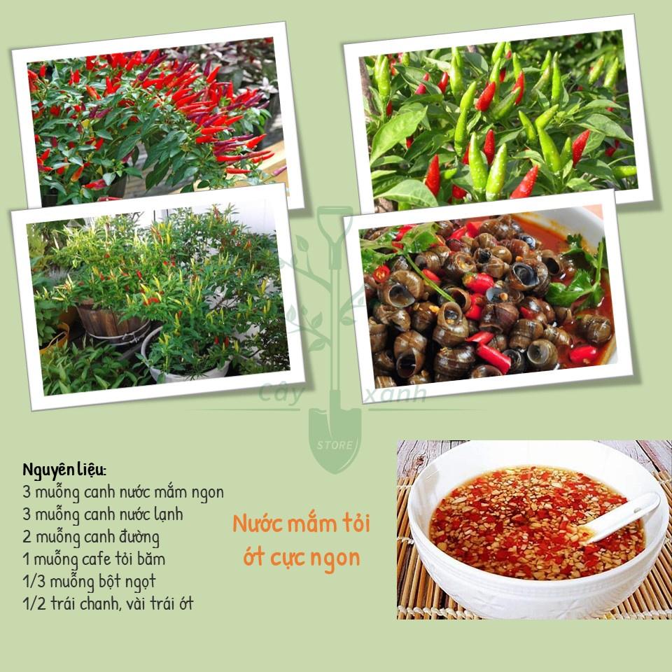 Hạt Giống Ớt Chỉ Thiên Siêu Cay Gói 0.1g -  Phú Nông Seeds