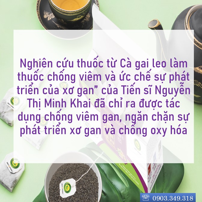 TRÀ CÀ GAI LEO Hộp - Delta D'Asia Giải độc tố, Chống viêm gan và ngăn ngừa Oxy hoá