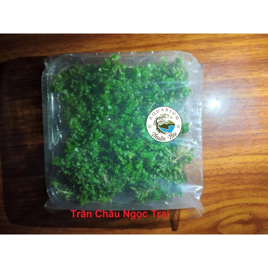 Cây Trân Châu Ngọc Trai - Cây trãi nền thủy sinh