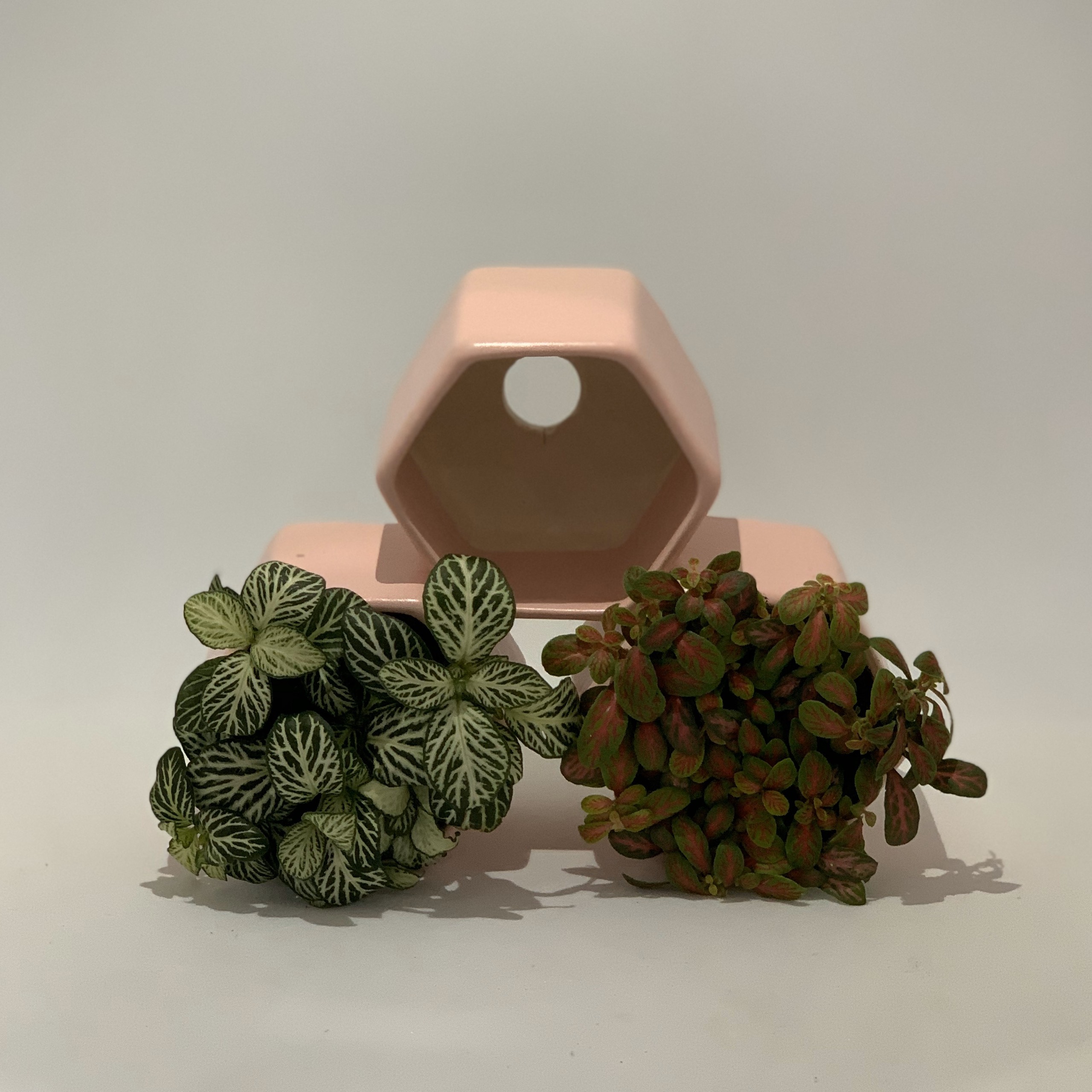 Bộ 2 Cây Mini Để Bàn - 6x6x8 Cm - Cây Cẩm Nhung ( Fittonia, May Mắn) &amp; Chậu Trồng Cây Gốm Sứ Bát Tràng - Dáng Lục Giác Hồng - Lá Xanh &amp; Đỏ