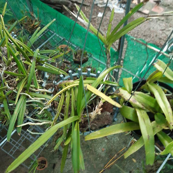 Phong lan hỏa hoàng cam