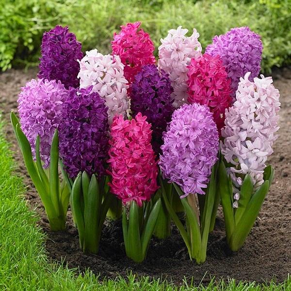 1Củ giống hoa tiên ông màu tím ,hoa dạ lan hương-hoa nỡ thành chùm ,mùi thơm nhẹ