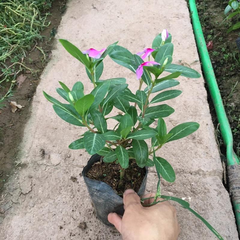 Cây Hoa Dừa Cạn Ta Hoa Quanh Năm (Cây Đã Có Nụ Và Hoa)
